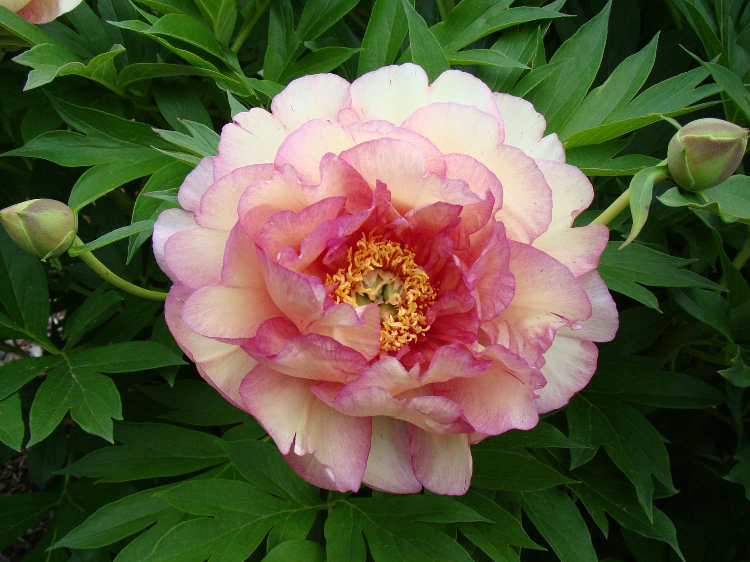 Peony 'Garden Candy Simply Scrumptious'